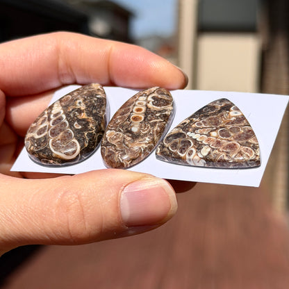 28-37mm Turritella Agate Cabochon Smooth - Choose your Stone (W15-EY)