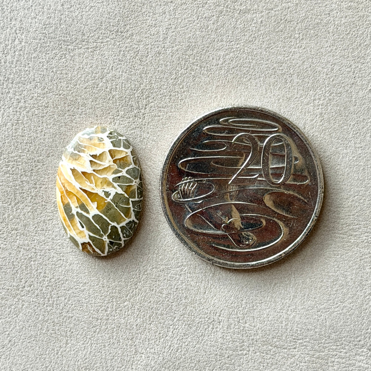 ‘Dragonfly Wings' Fossilised Coral Oval Cabochon - 22.5mm x 15mm (W3)