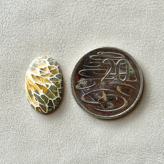 ‘Dragonfly Wings' Fossilised Coral Oval Cabochon - 22.5mm x 15mm (W3)