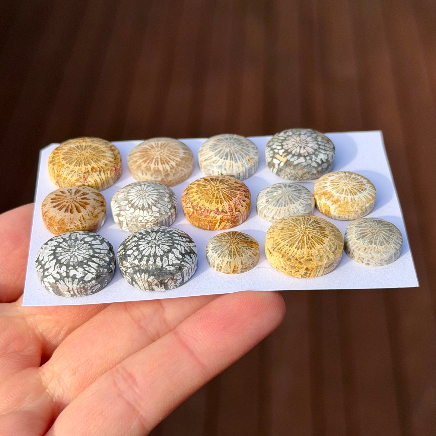 11-17mm Fossil Coral Round Cabochon Smooth - Choose your Stone (W6-A)