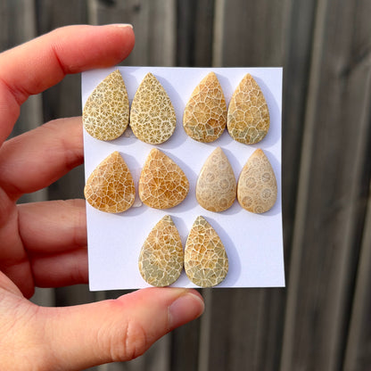 Fossil Coral Teardrop Cabochon Pairs - Choose your Pair (W15)