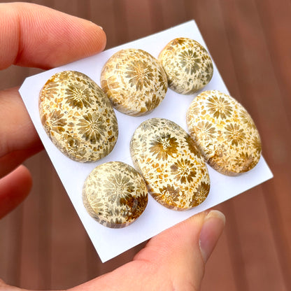 14-24mm Cream Fossilised Coral Cabochon Smooth - Choose your Stone (B) W16