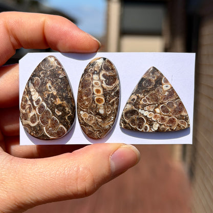 28-37mm Turritella Agate Cabochon Smooth - Choose your Stone (W15-EY)