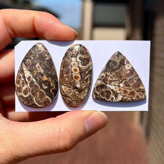 28-37mm Turritella Agate Cabochon Smooth - Choose your Stone (W15-EY)