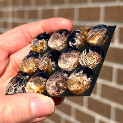 Fossilised/Petrified Black Palm Root Cabochon Oval Smooth (20x15mm) - Choose your Stone (W13)