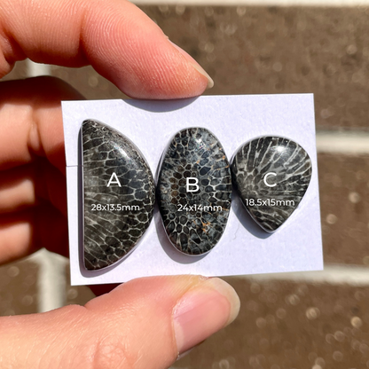 Black Fossil Coral Cabochon Smooth - Choose your Stone (W6)