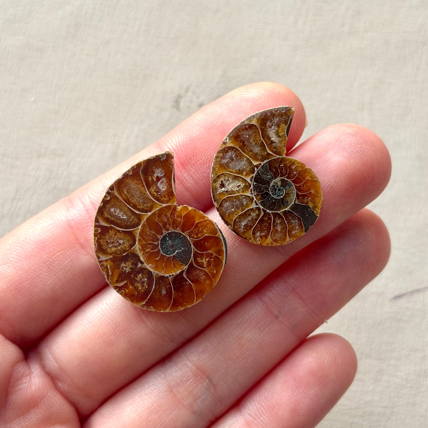 Ammonite Fossil Specimen / Polished Slices - Choose your Stone (W5-EY)