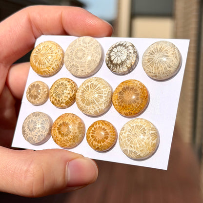 11-19mm Fossil Coral Round Cabochon Smooth - Choose your Stone (W15-F)