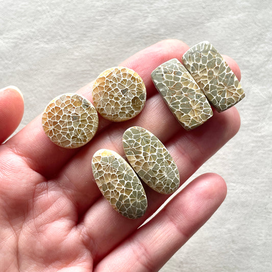 17-25mm Honeycomb Fossil Coral Cabochon Pairs - Choose your Pair (W5)