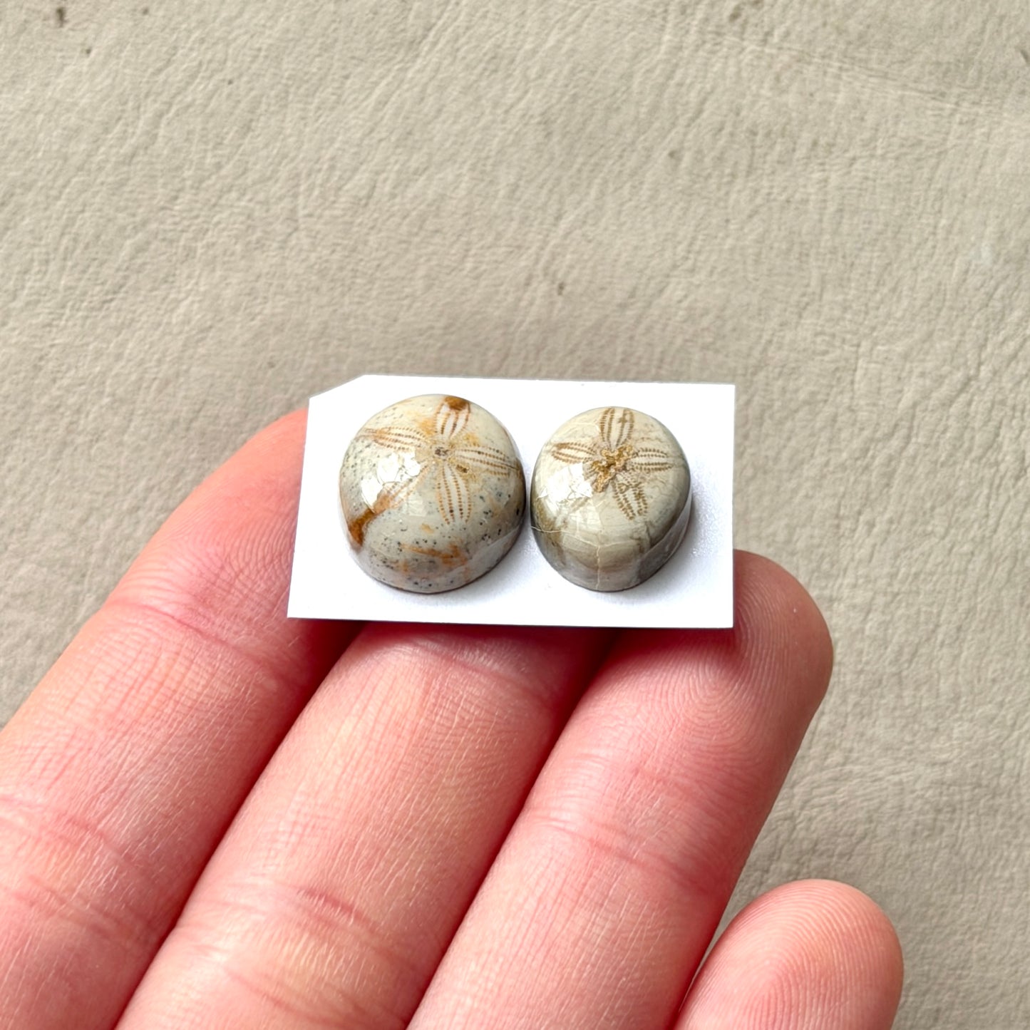 *Rare* Sand Dollar Fossil Cabochon Smooth Oval - Choose your Stone (W15)