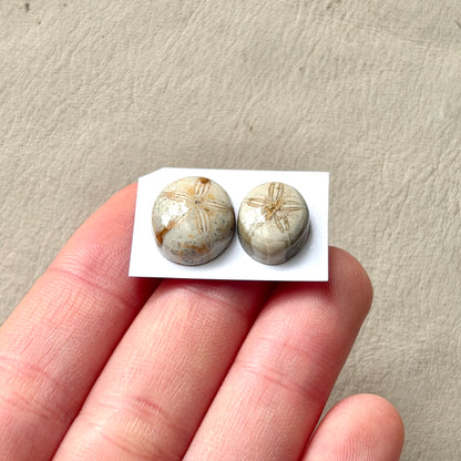 *Rare* Sand Dollar Fossil Cabochon Smooth Oval - Choose your Stone (W15)