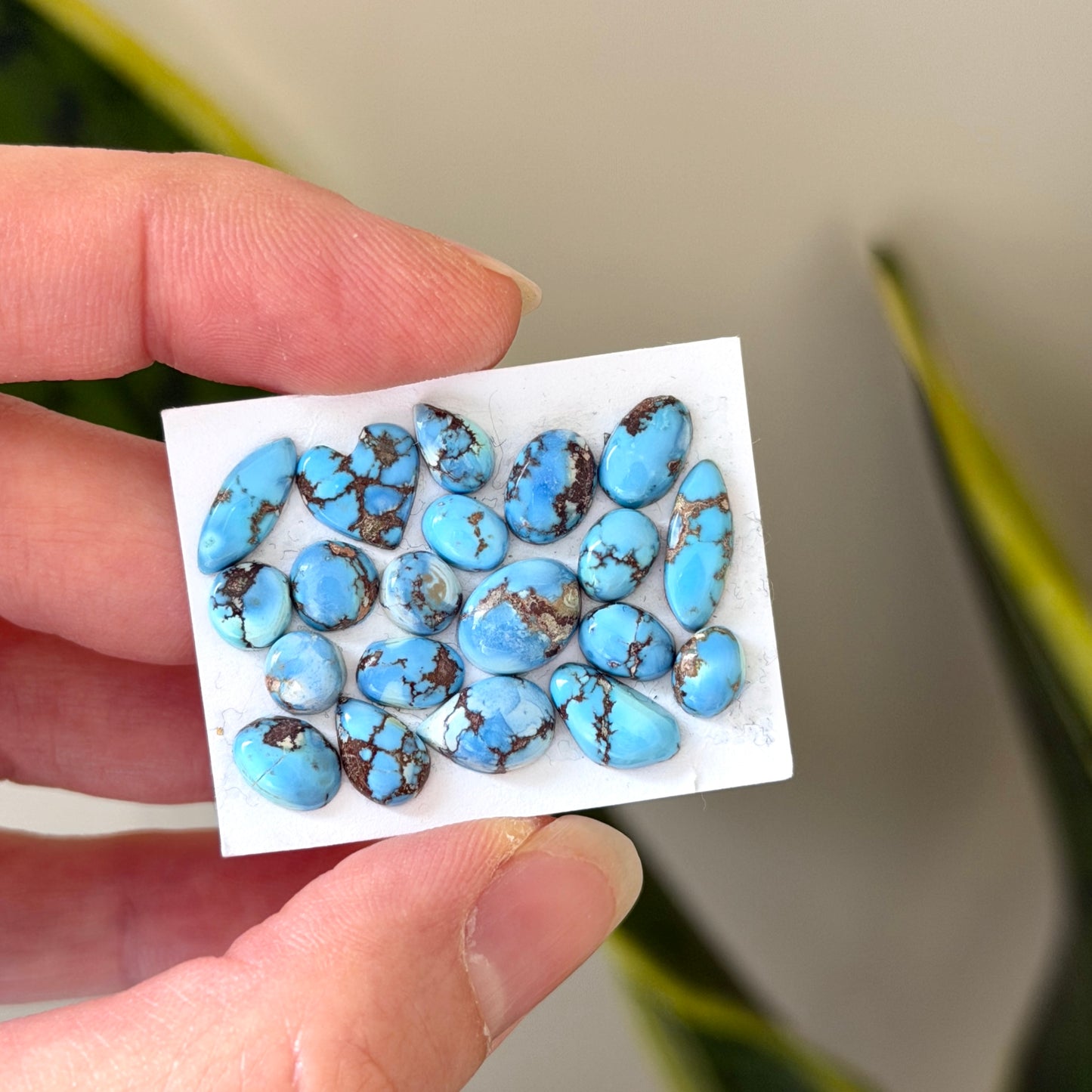 20pcs Golden Hill Turquoise (Kazakhstan) Cabochons Smooth - 5-12mm (FULL LOT)(W12)