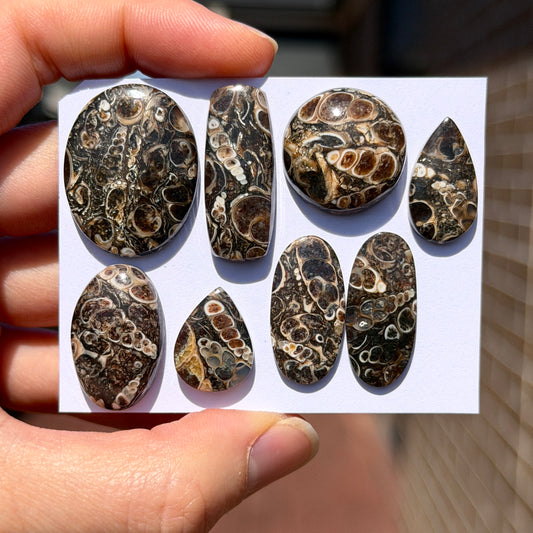 17-29mm Turritella Agate Cabochon Smooth - Choose your Stone (W15-EY)