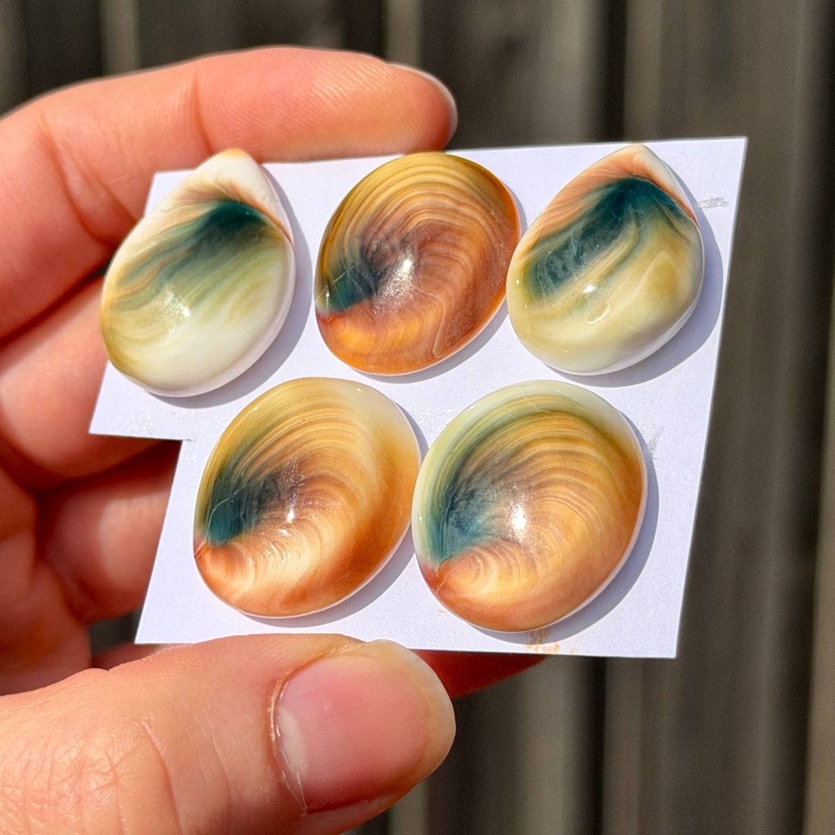 22-26mm Operculum Shell (Shiva's Eye) Cabochon Smooth - Choose your Stone (E11)