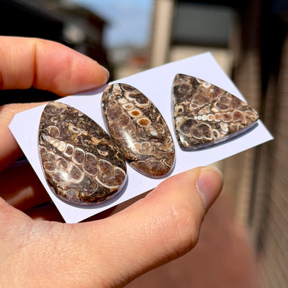 28-37mm Turritella Agate Cabochon Smooth - Choose your Stone (W15-EY)