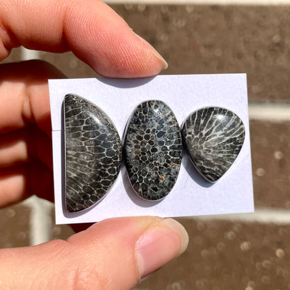 Black Fossil Coral Cabochon Smooth - Choose your Stone (W6)