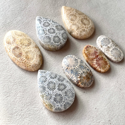 25-37mm Fossilized (Fossil) Coral Cabochon Smooth - Choose your Stone (W10)