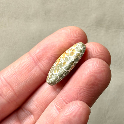 ‘Dragonfly Wings' Fossilised Coral Oval Cabochon - 22.5mm x 15mm (W3)