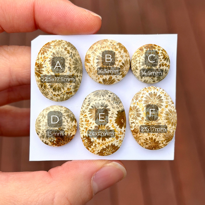 14-24mm Cream Fossilised Coral Cabochon Smooth - Choose your Stone (B) W16
