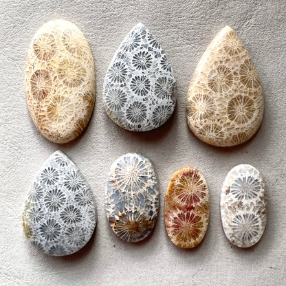 25-37mm Fossilized (Fossil) Coral Cabochon Smooth - Choose your Stone (W10)