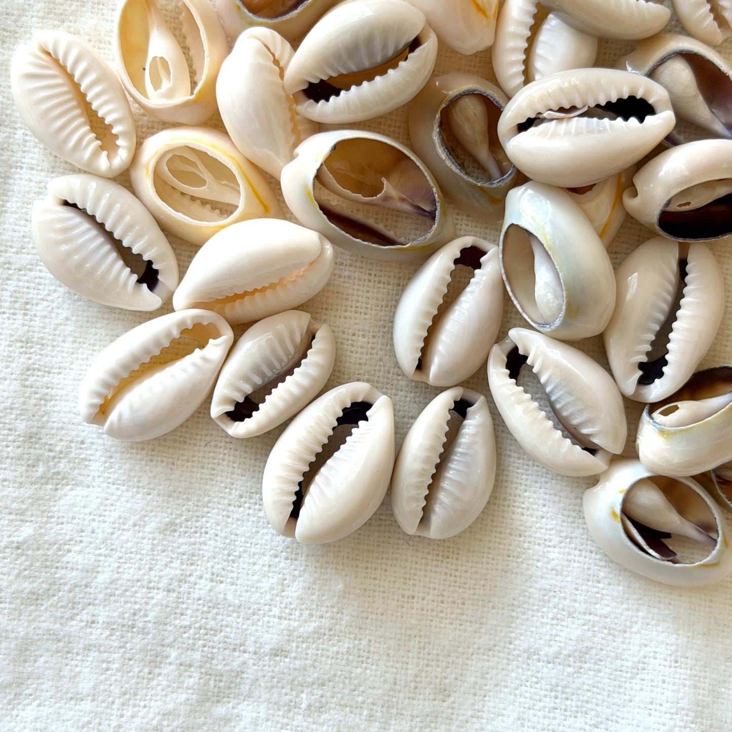17-22mm Cowrie Shells - Mixed Set of 3 (W15)