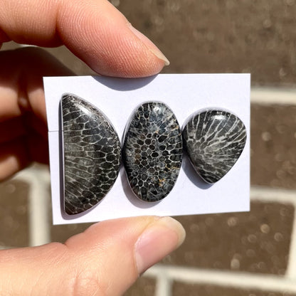 Black Fossil Coral Cabochon Smooth - Choose your Stone (W6)